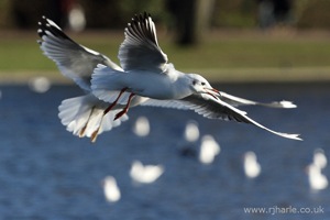 Gulls In-Flight