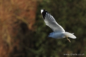 Gull In-Flight