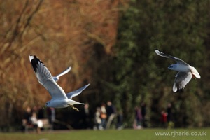 Gulls In-Flight