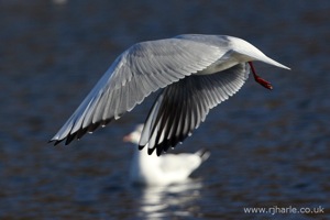 Gull Flypast