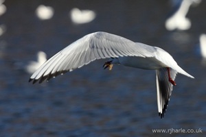 Gull Flypast