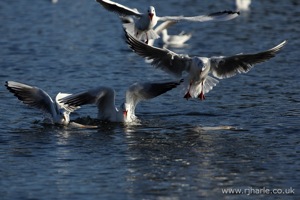 Gulls Squabble Over Food