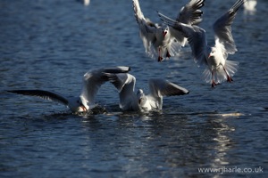 Gulls Squabble Over Food
