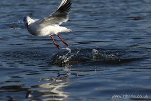 Gull Taking Off