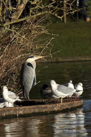 Heron and Friends
