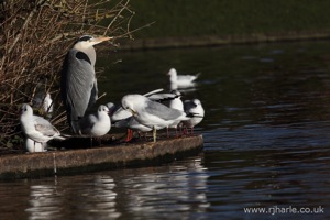 Heron and Friends