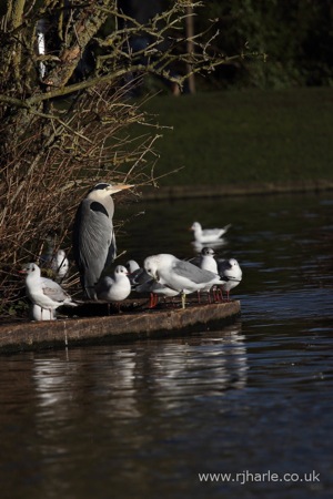 Heron and Friends