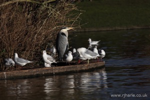 Heron and Friends