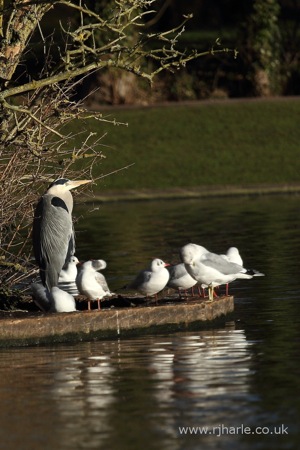 Heron and Friends