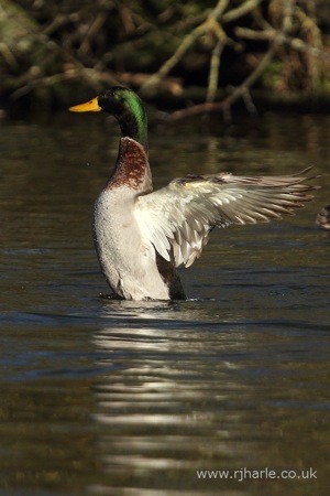 Mallard Stretching His Wings