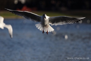 Gull Hovers For Food