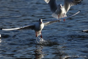 Splashdown