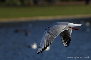 Gull Flying Past