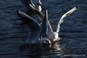 Gulls Squabble Over Food