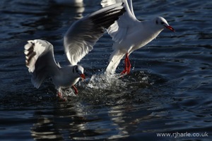 Gulls Squabble Over Food