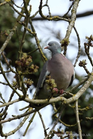 Suspicious Pigeon in a Tree