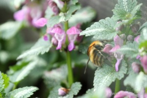 Bee Pollinating