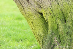 Multicoloured Bark