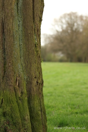 View Past the Tree