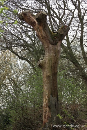 Cutback Tree