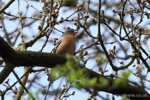 Finch in the Trees