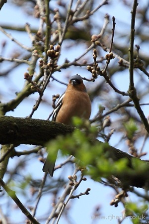 Finch in the Trees