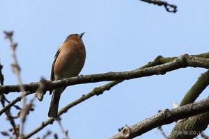 Finch in the Trees