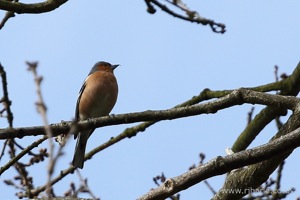 Finch in the Trees