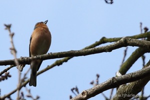 Finch in the Trees
