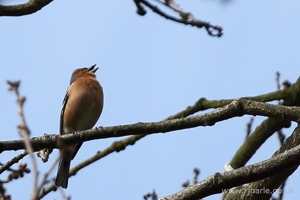 Finch in the Trees