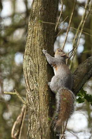 Squirrel Climbing a Tree