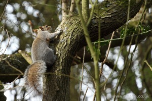 Squirrel Climbing a Tree