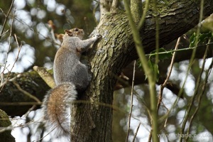 Squirrel Climbing a Tree