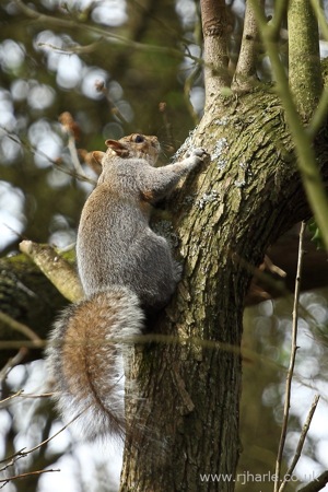 Squirrel Climbing a Tree