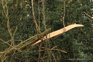 Natural Art