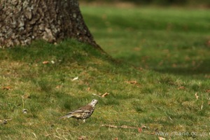 Suspicious Little Bird