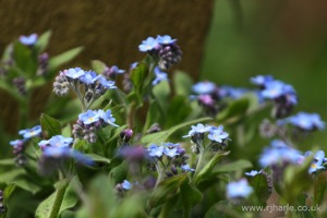 Blue Flowers