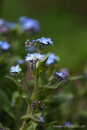 Blue Flowers