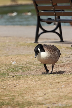 Goose on the Path