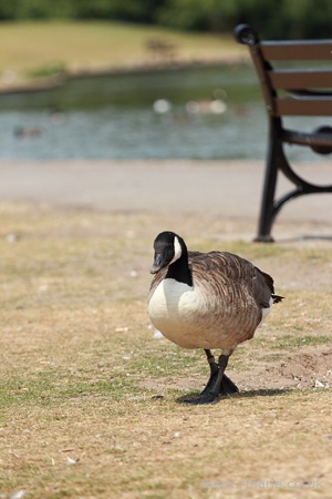 Goose on the Path