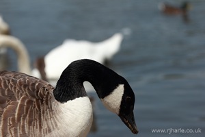 Melancholy Goose