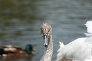 Posing Gosling