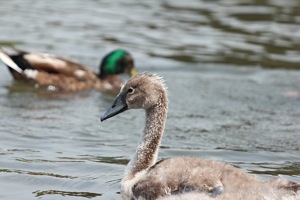 Floating Gosling