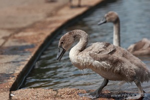 Gosling Exits the Lake