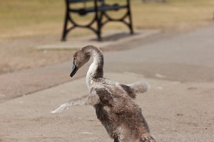 Gosling Stretches His Wings