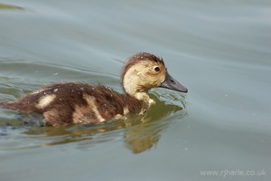 Little Duckling Floats By