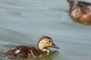Little Duckling Floats By
