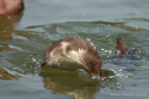 Little Duckling Takes a Dive [1 of 3]