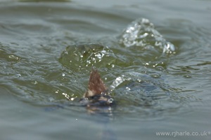 Little Duckling Takes a Dive [2 of 3]