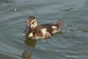 Little Duckling Floats By